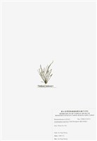 藏品(穗狀魚棲苔)的圖片